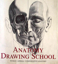 Anatomy Drawing School