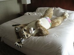 Fursuit Collection
