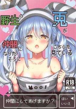 (C102) [Hachinoko P (hatigo)] Yasei no Usagi ga Nakama ni Naritasou ni Kochira wo Miteiru (Usada Pekora)