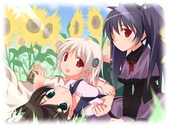 [Blank-Note] Himawari