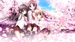 [Sorahane] Sakura, Sakimashita