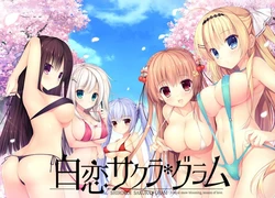 [NanaWind] Shirokoi Sakura * Gram