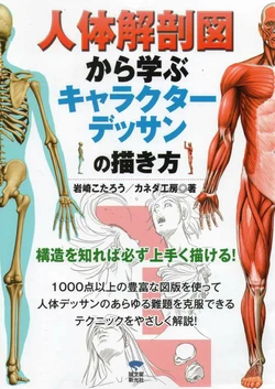 How to draw a character drawing from a human anatomical chart