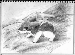 wildcritters.ws pre-wipe siterip 66,000~67,999