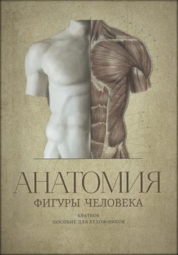 Anatomiya figury cheloveka Kratkoye posobiye dlya khudozhnikov by V. A. Mogilevtsev(Anatomy of a human figure A short guide for artists by V.A.Mogilevtsev)