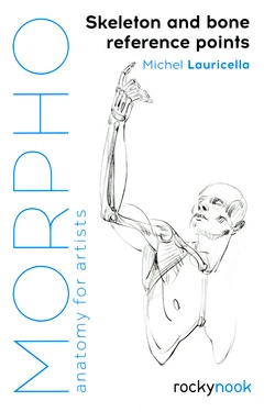 Morpho: Skeleton and Bone Reference Points: Anatomy for Artists
