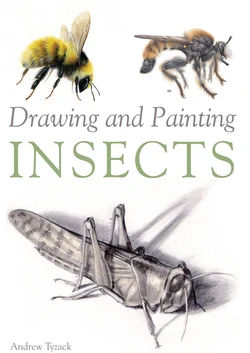 Drawing and Painting Insects - Andrew Tyzack