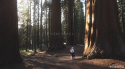 [@akua_cos / 稗田阿瓜] Alice Margatroid