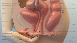 Bambina Fanbox  übersetzt 300 jen plahn