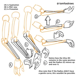 tomfox draws (tutorials)