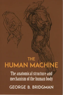 [George B. Bridgman] The Human Machine: The Anatomical Structure & Mechanism of the Human Body