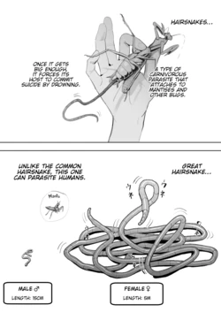 [Velzhe] Oohariganemushi No Seitai | The Great Hairsnake [English] [Kinsei Translations]