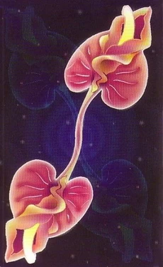 Old Cards Sets - Tarot Erotica