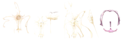 [Misc] - Musouduki Templates (184.8 MB) [Uncensored]