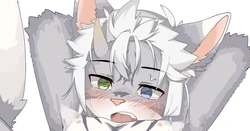 [小猴纸]小动物tk